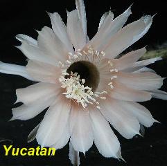 EP-H. Yucatan.4.1.jpg 